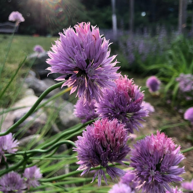 Chives