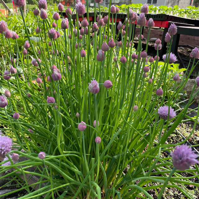 Chives