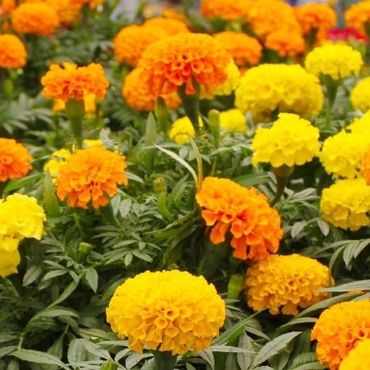 Marigold Variety 4-pack