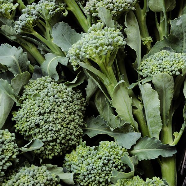 Broccoli: De Cicco