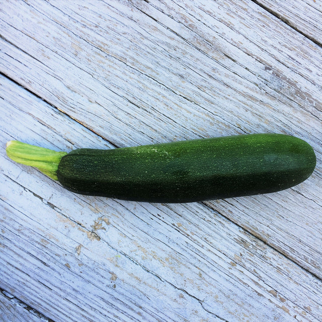 Squash: Dunja Zucchini