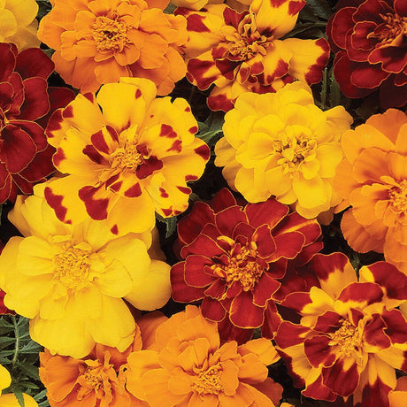 Marigold Variety 4-pack