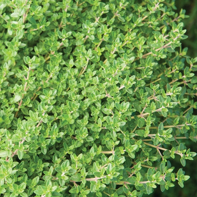 Thyme: English - BACK!