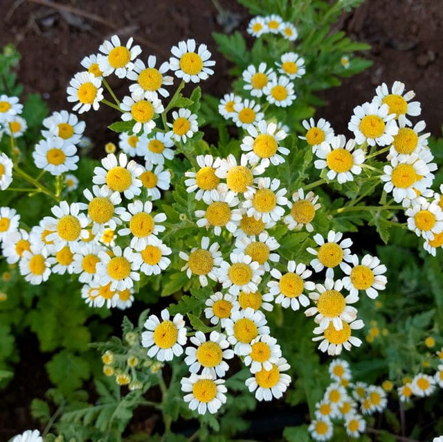 Feverfew