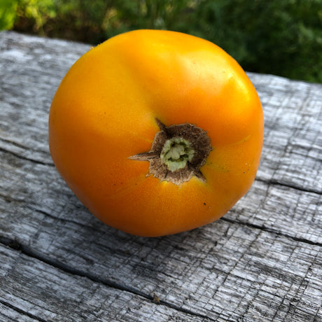 Rainbow Heirloom Slicer Tomato Variety 4-pack