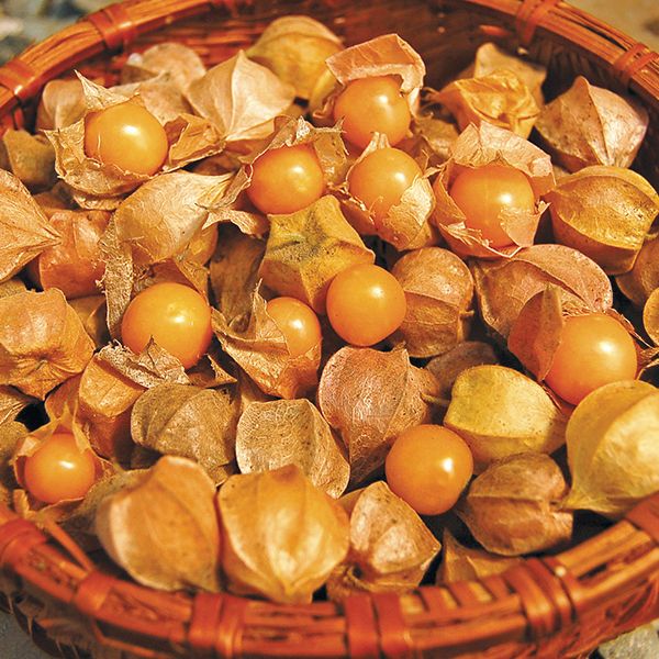 Ground Cherry: Goldie