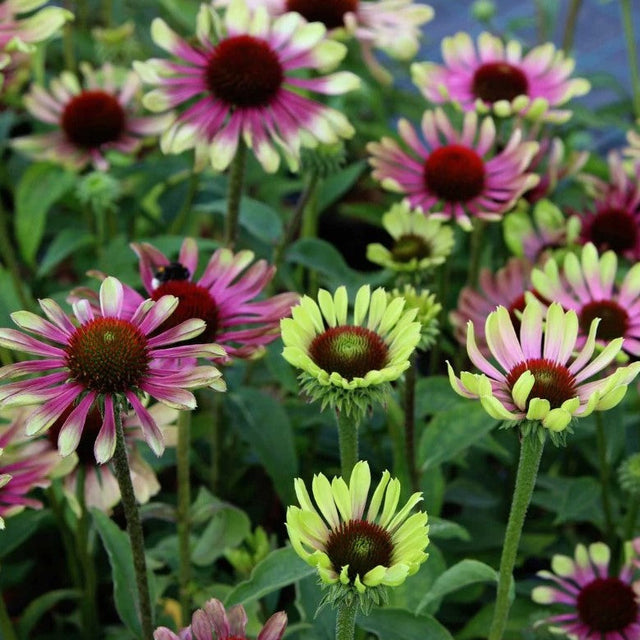 Cone Flower: Green Twister