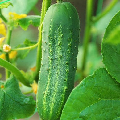 Cucumber Variety 4-pack