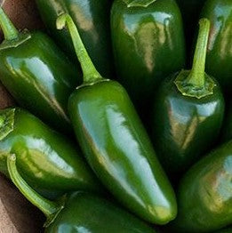 Hot Pepper: Jalapeno (Jalafuego)