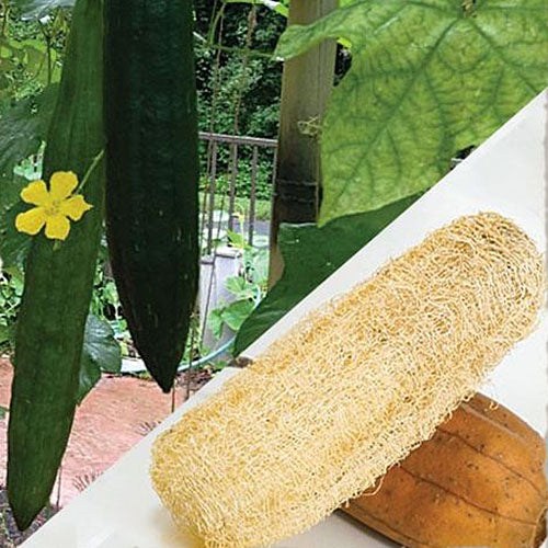 Gourd: Luffa