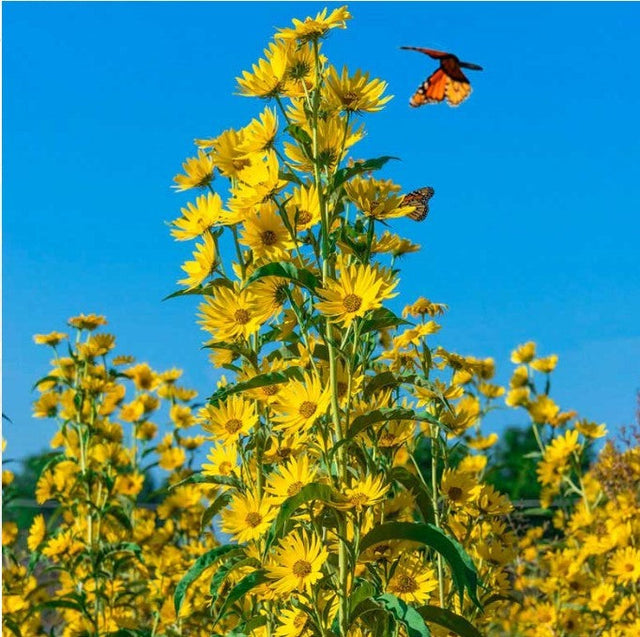 Sunflower: Maximillian (Helianthus maximiliani)