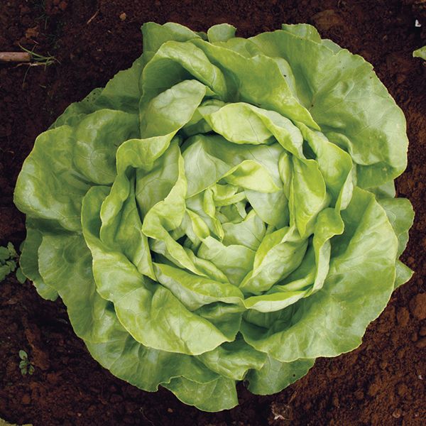 Lettuce: Mirlo Butterhead