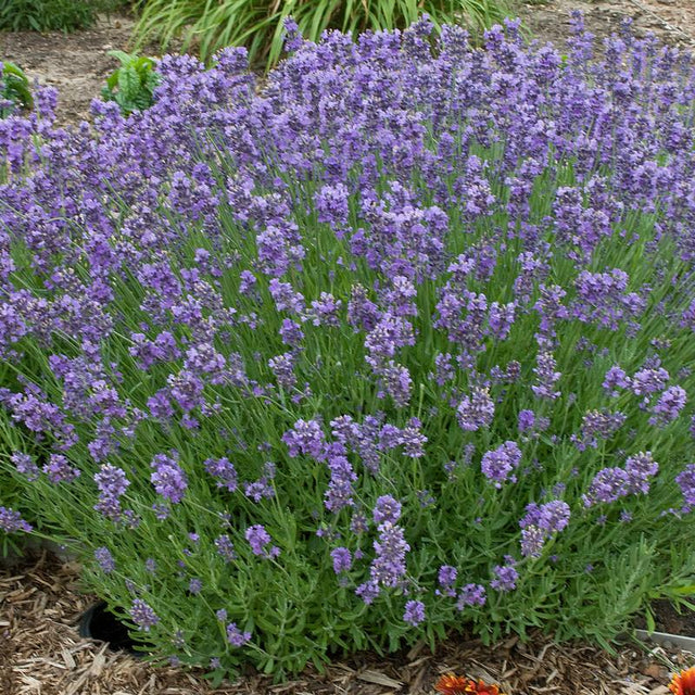 Lavender: Munstead- BACK!