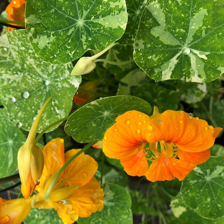 Nasturtium: Alaska Mix