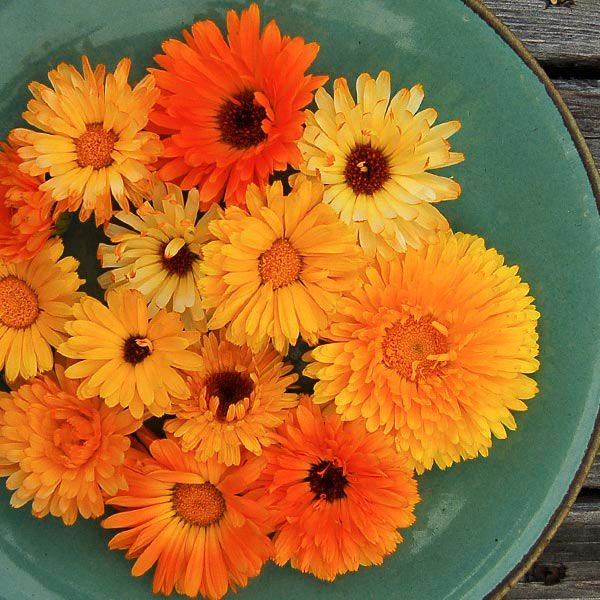 Calendula: Pacific Beauty Seedlings