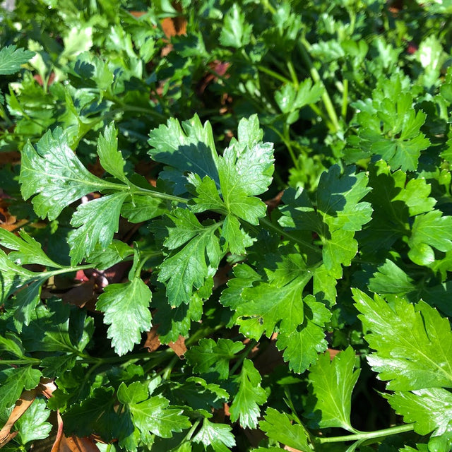 Parsley: Flat Leaf