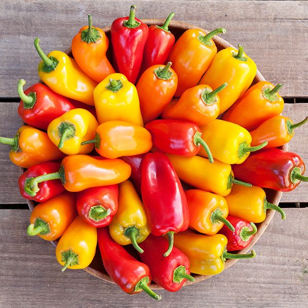 Picnic Pepper Variety 3-pack