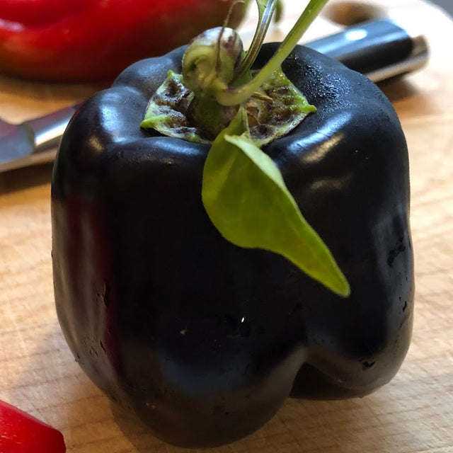 Sweet Pepper: Purple Beauty