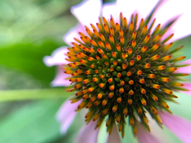 Coneflower: Purple (Echinacea purpurea)