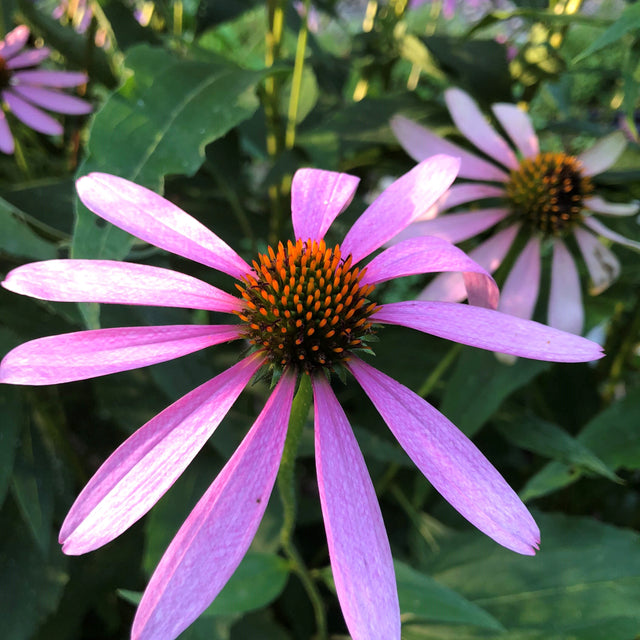 Coneflower: Purple (Echinacea purpurea)