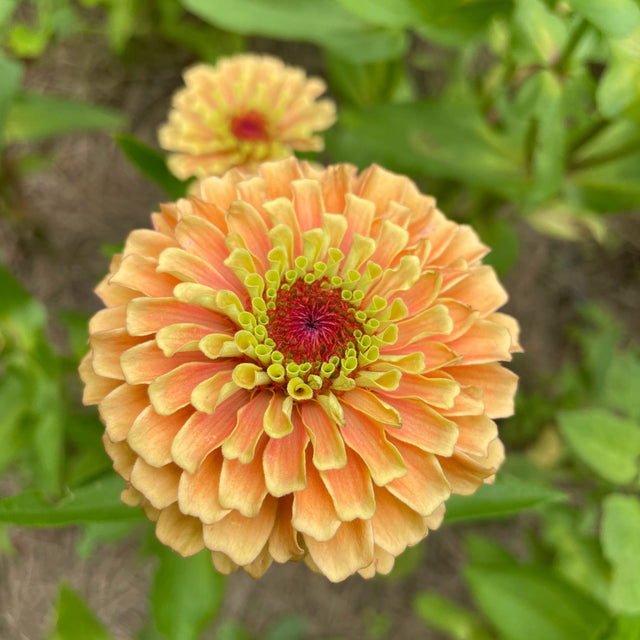 Zinnia: Queeny Lime Orange