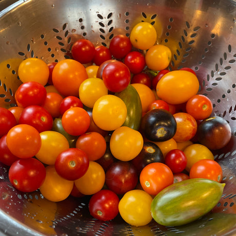 Cherry Tomato Variety 4-pack