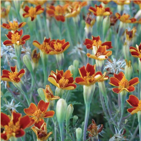 Marigold: Red Gem