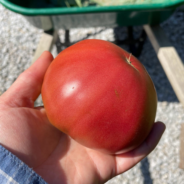 Tomato: Rose de Berne