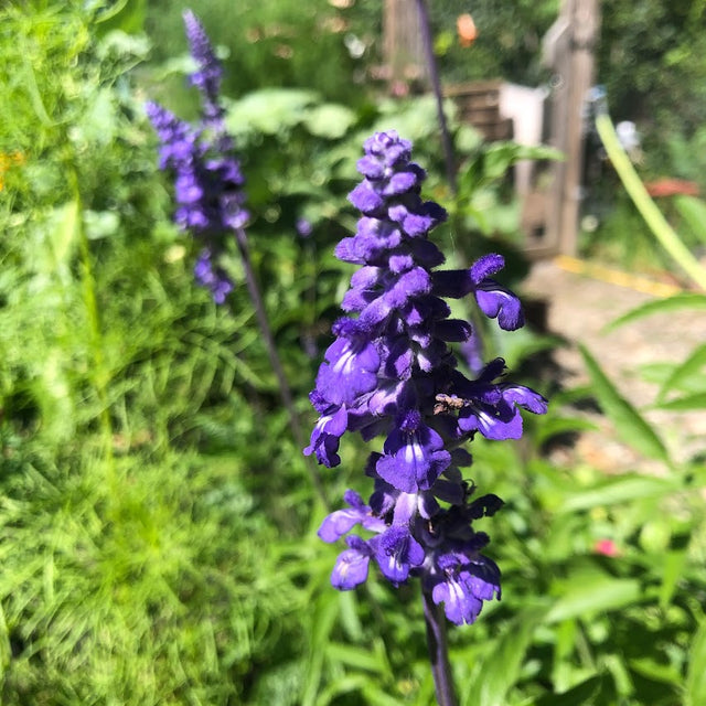 Salvia: Victoria Blue