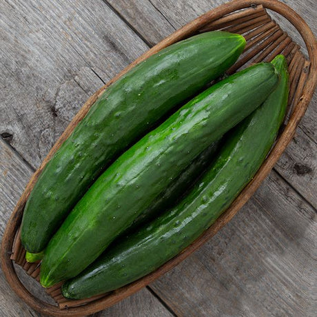 Cucumber Variety 4-pack