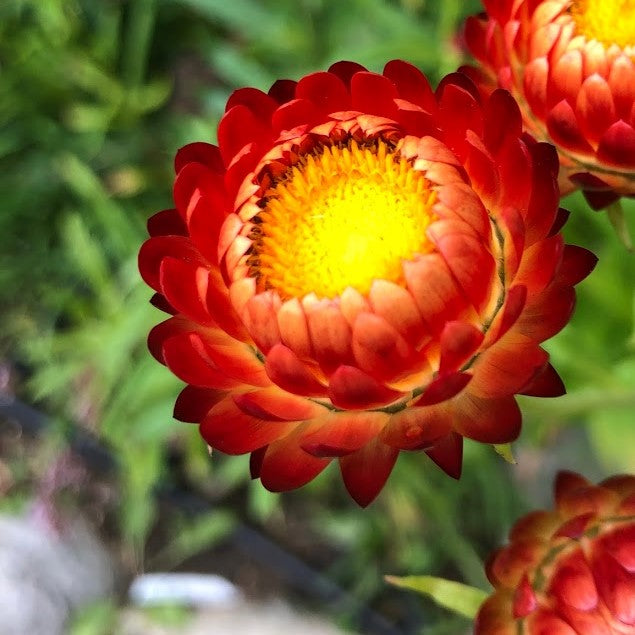 Strawflower Variety 4-pack