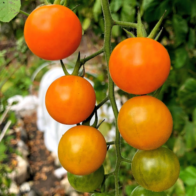 Cherry Tomato Variety 4-pack