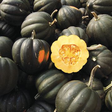 Squash: Sweet REBA Acorn