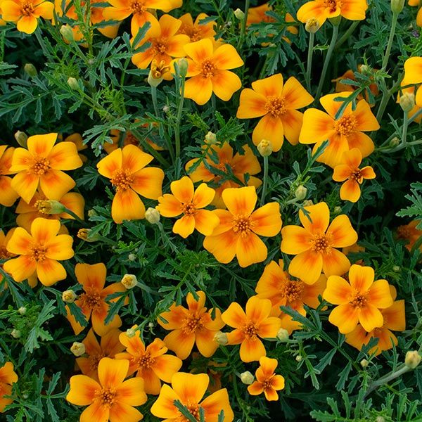 Marigold: Tangerine Gem