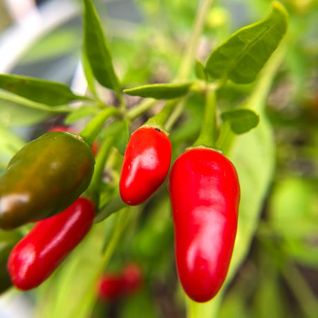 Hot Pepper: Thai (Tiny)