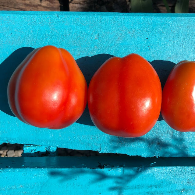 Canning Tomato Variety 4-pack