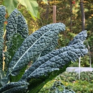 Kale Variety 4-pack