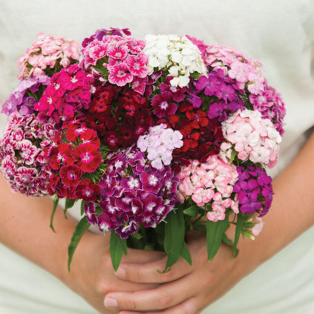 Dianthus: Volcano Mix